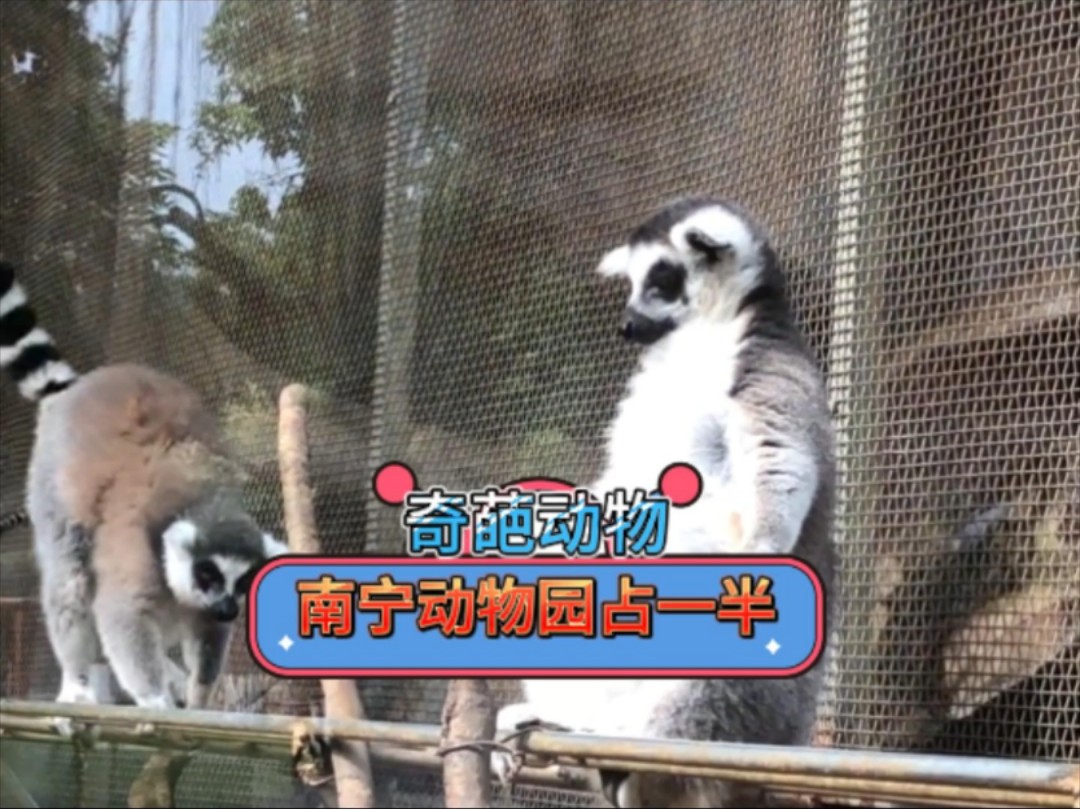 奇葩动物千千万,南宁动物园占一半