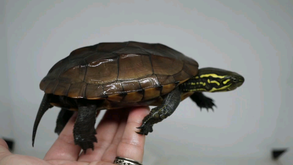 草龟锈墨彩出日常线条简约大气的美江西靓头纹母草龟