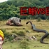 【唐唐】巨蜥VS巨蟒 最新怪兽猛片登场 爆笑吐槽