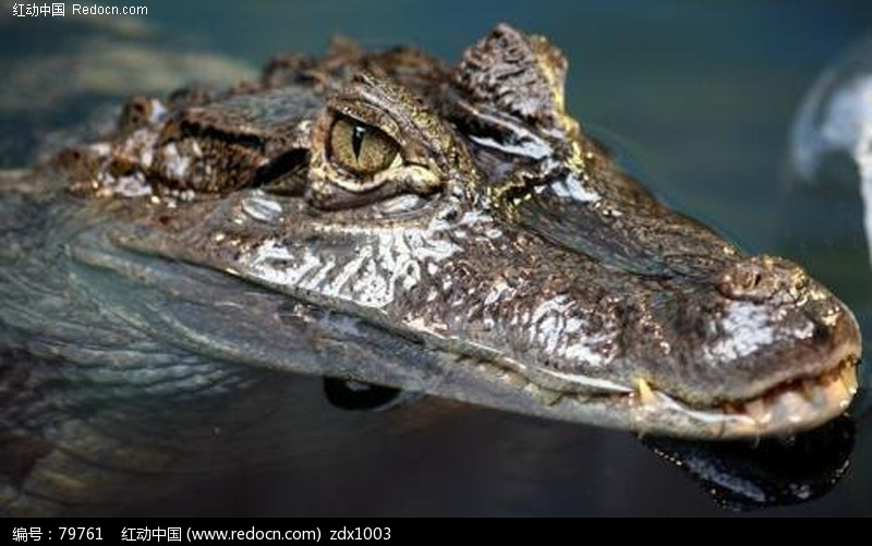 一只老鳄鱼的自我救赎_哔哩哔哩 (゜-゜)つロ 干杯~-bilibili