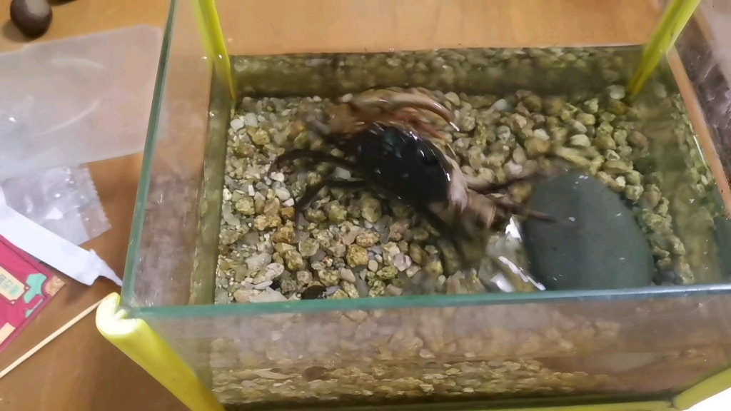 中华束腰蟹开田螺