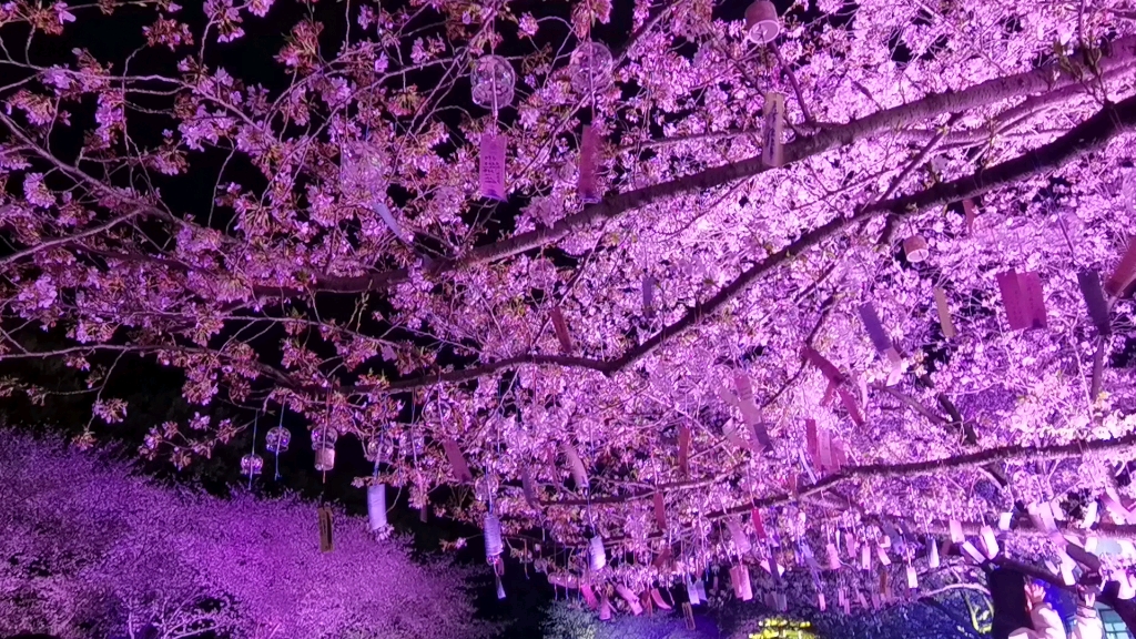 樱花树下听风铃叮铃叮铃