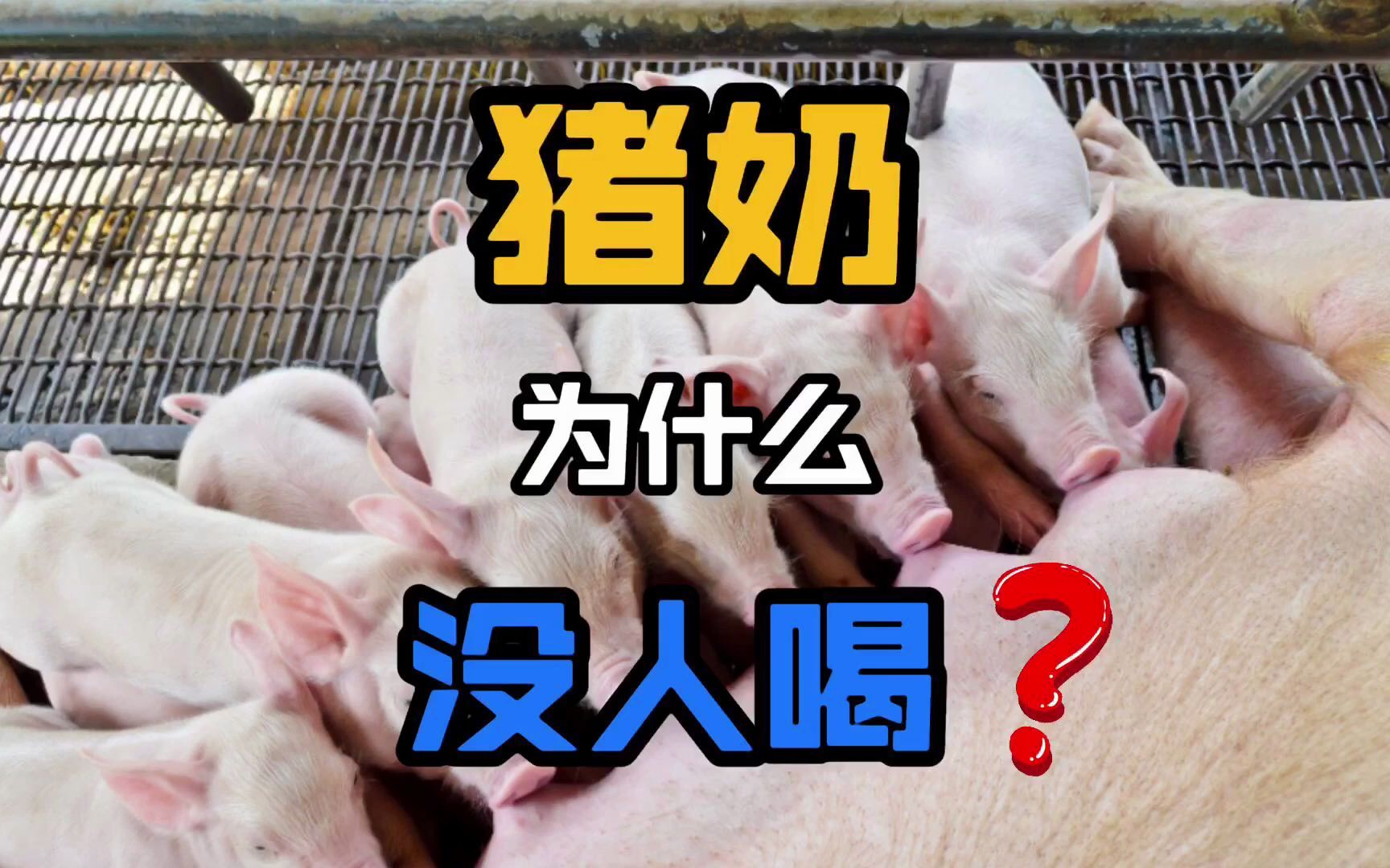 猪奶为什么没人喝?_哔哩哔哩_bilibili