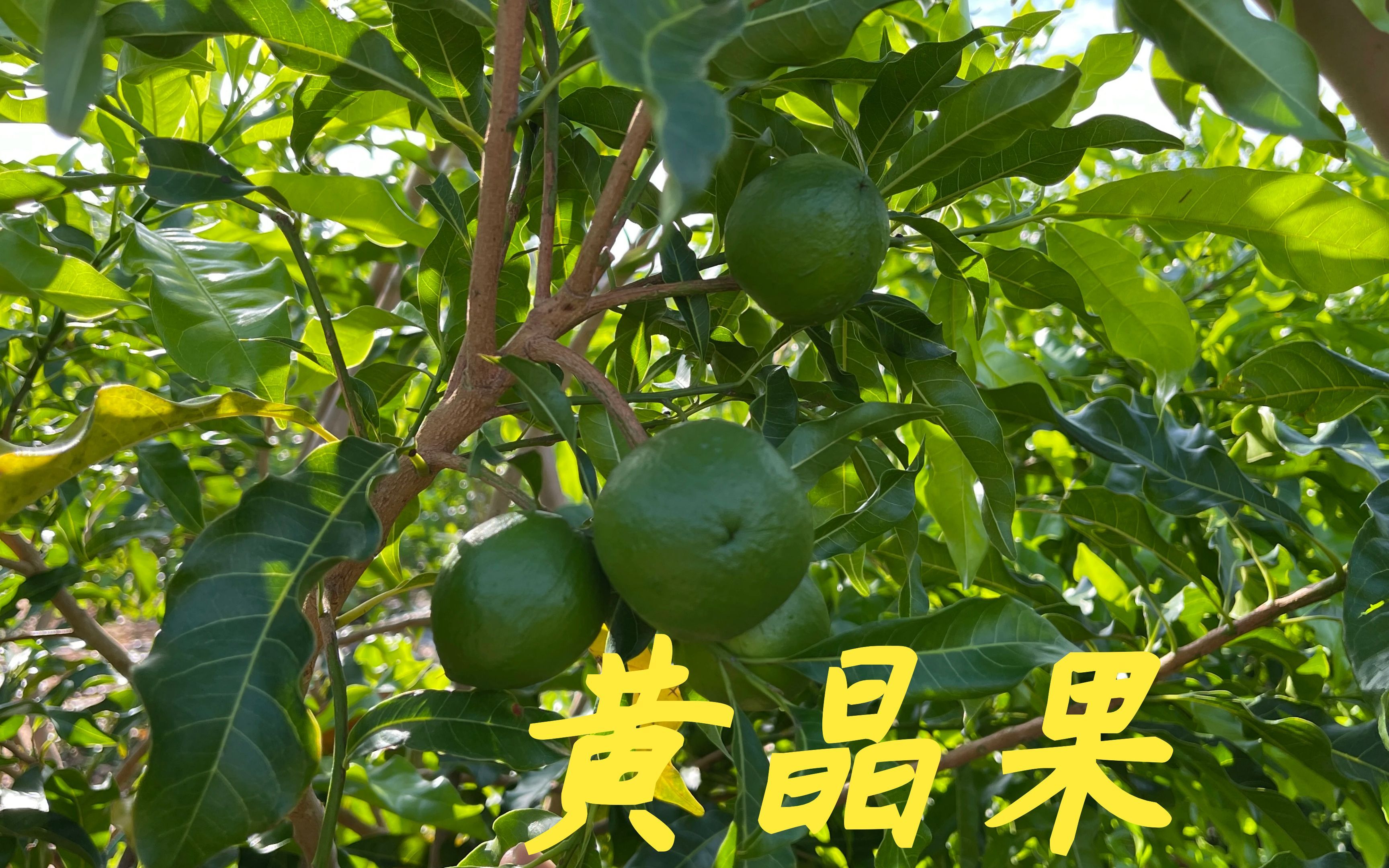 网友问现在黄晶果还能不能种,可不可以赚到钱,老林给大家分析下