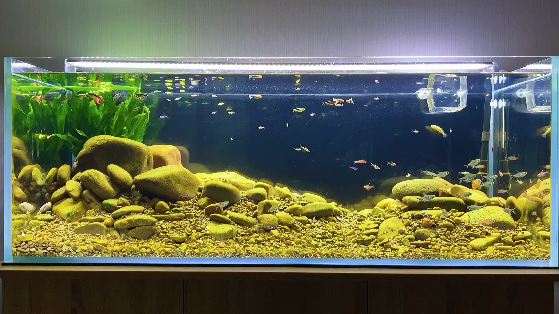 原生缸 半个月爆藻