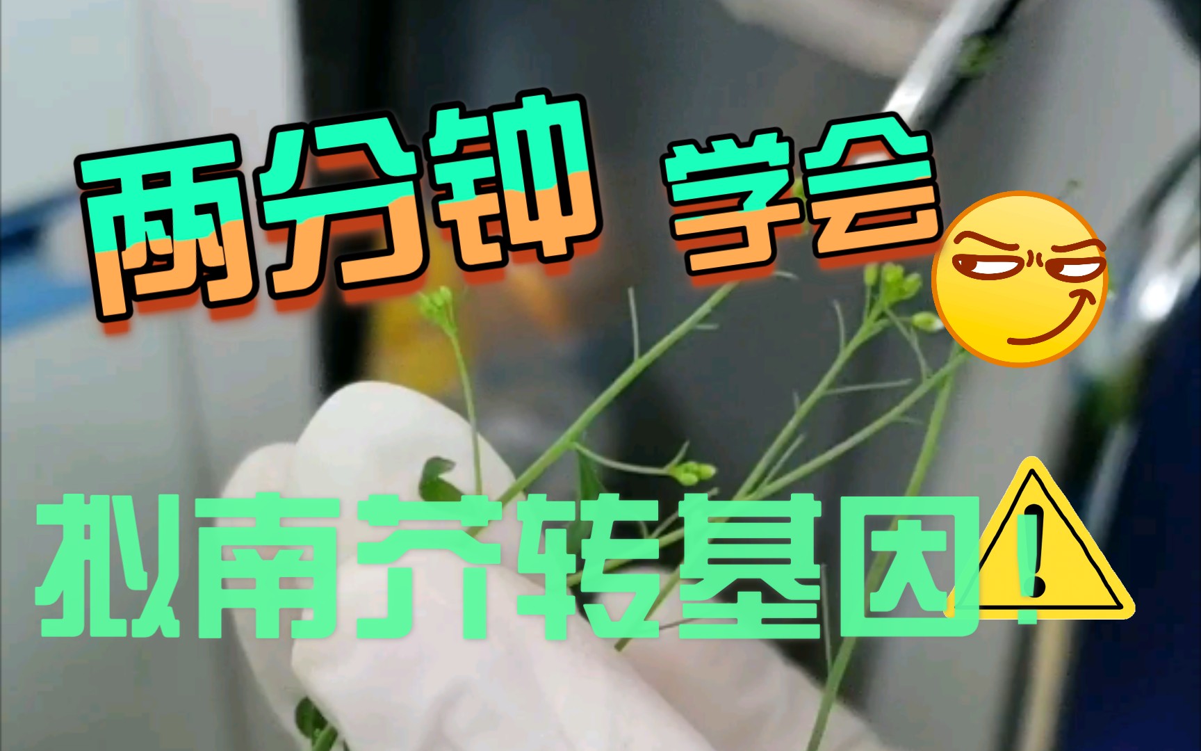 【实验】两分钟学会转基因,植物转基因,拟南芥转基因,农杆菌侵染,根瘤农杆菌哔哩哔哩bilibili