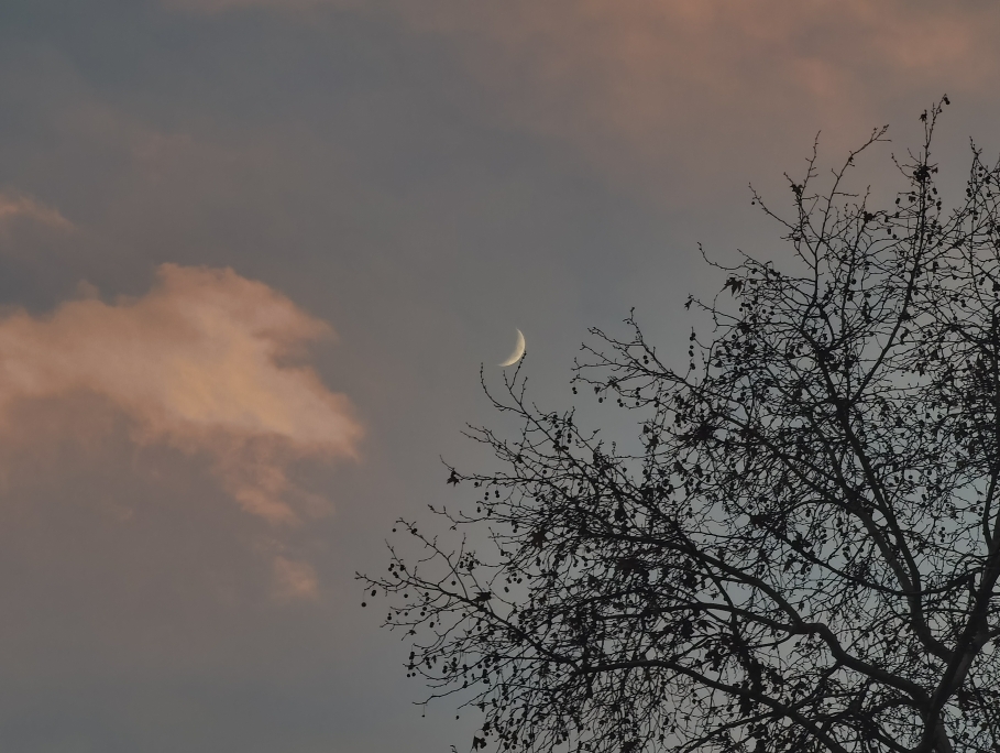 树,月亮,云和夕阳