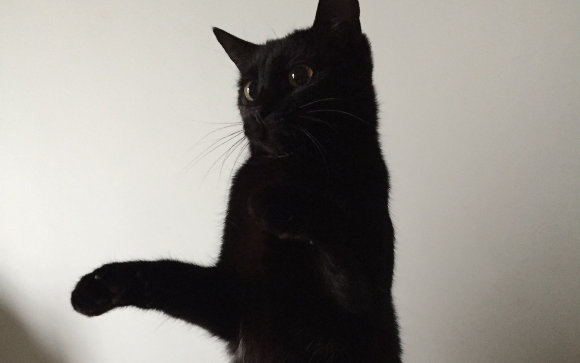  魔灵召唤>分享一个打四星暗猫的队伍