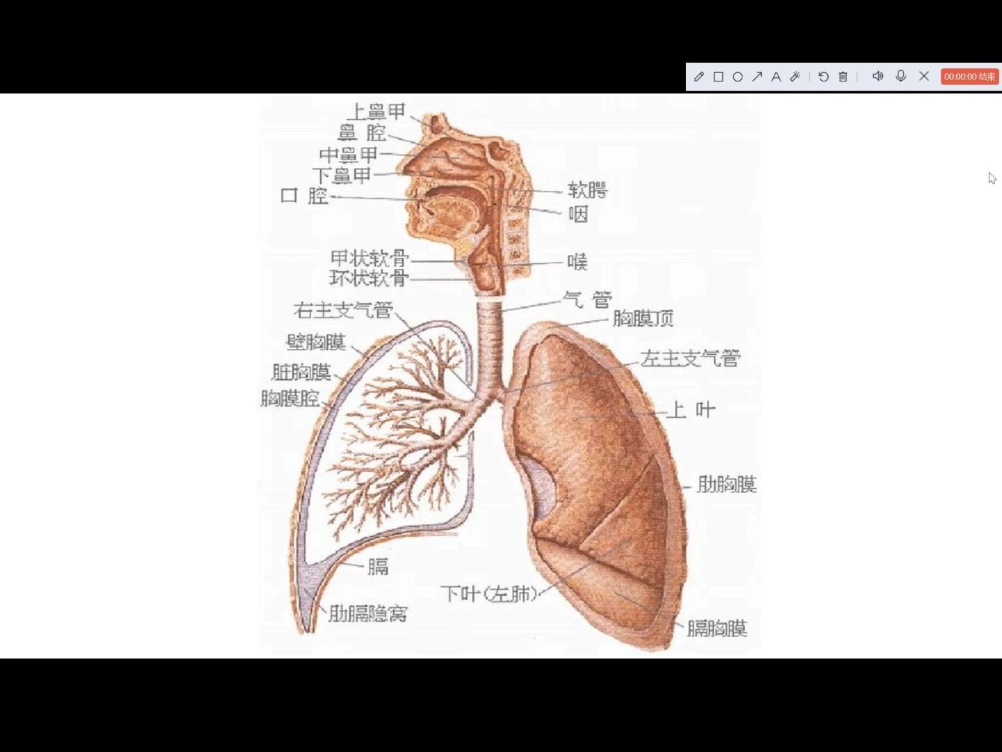 呼吸系统的结构哔哩哔哩bilibili