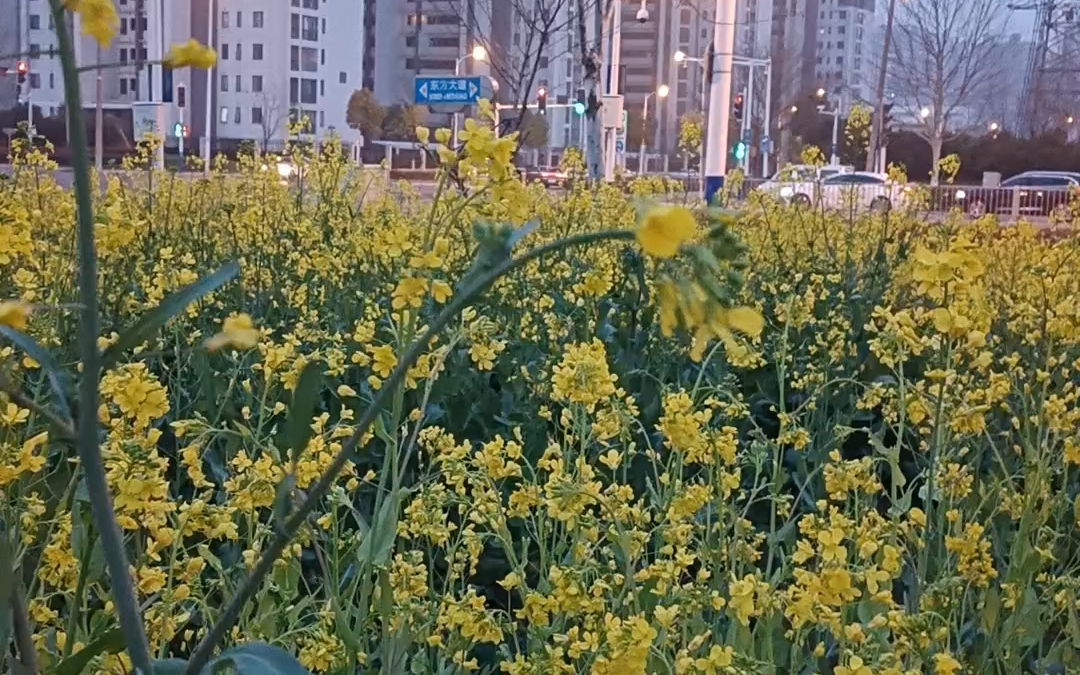 放眼被油菜花染黄的大地,不禁想起古人一首赞美油菜花的诗句:＂乍逢红雨点回塘,又见平畦千顷黄.色比散金无异种,香连绣壤不分疆.＂漫步田野,...