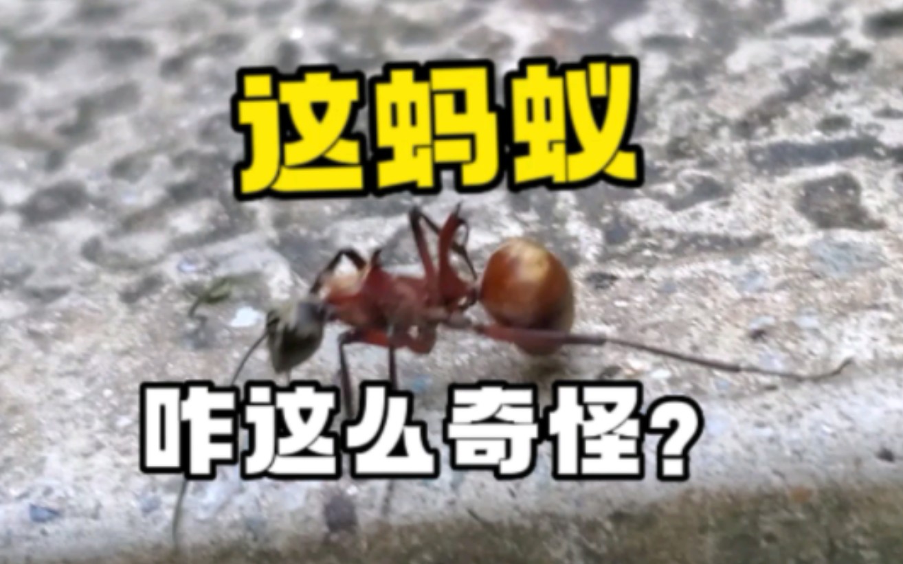 [图]【西双版纳的怪异昆虫】这什么鬼？？？