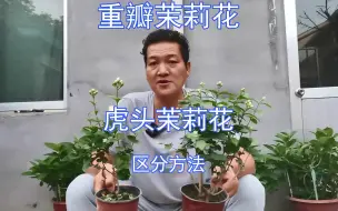 Descargar video: “重瓣茉莉”和“虎头茉莉”的正确“区分”方法