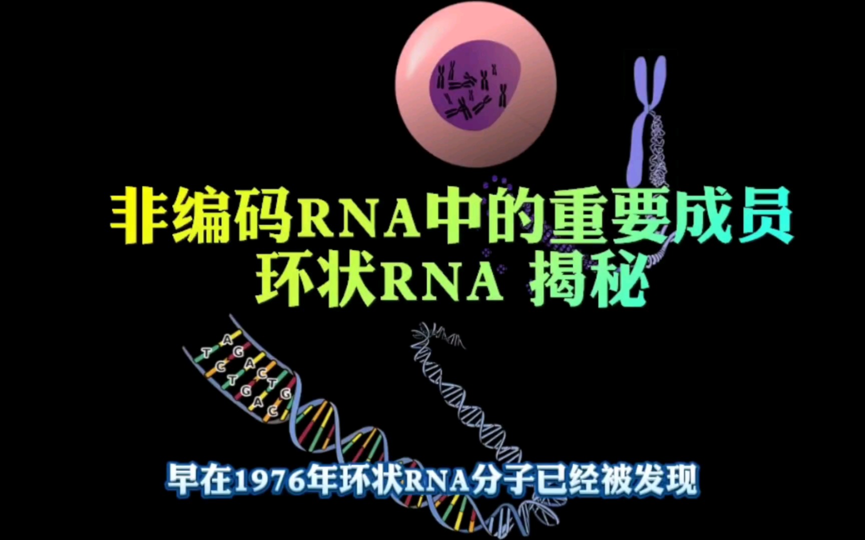 非编码RNA的重要成员环状RNA揭秘哔哩哔哩bilibili