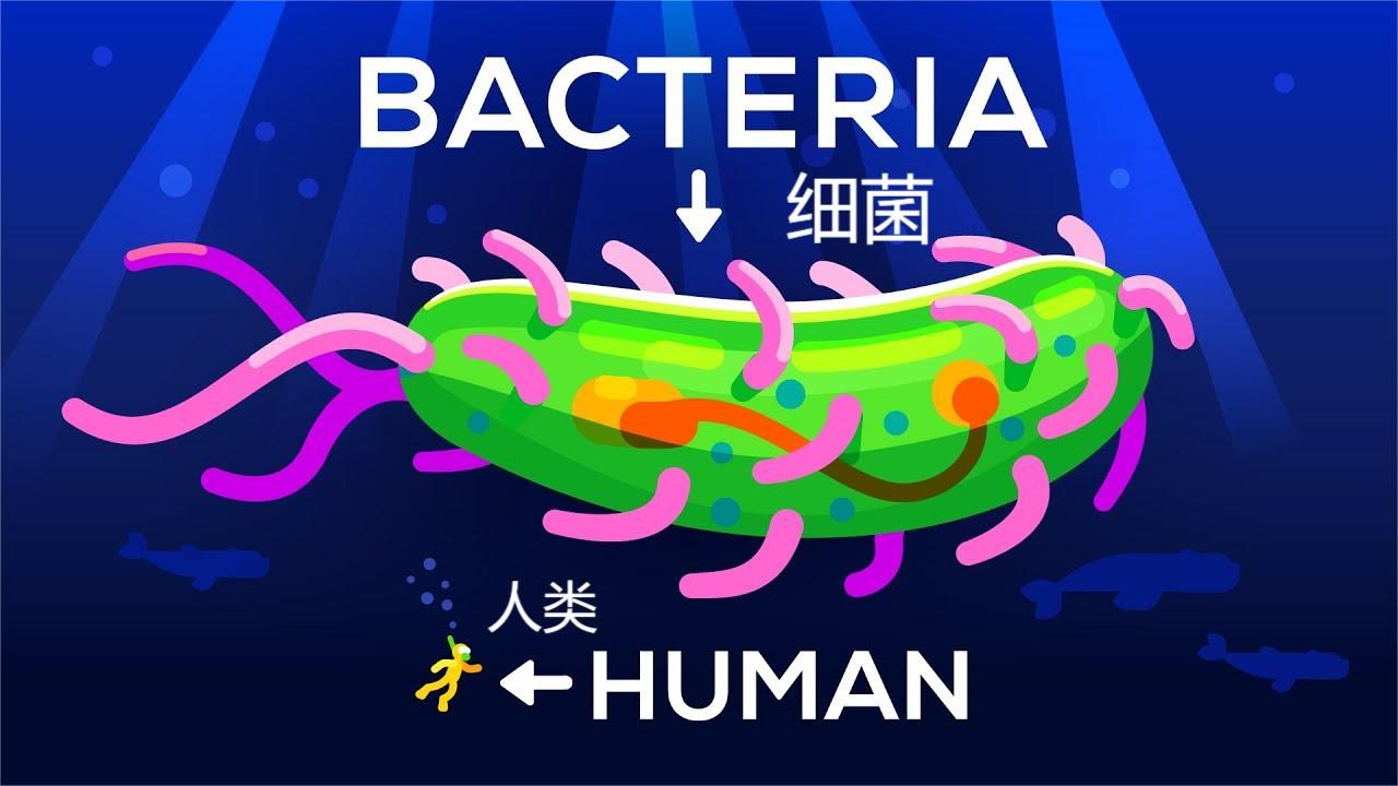 Kurzgesagt科普【中英字幕】细菌能长到多大?它寿命和尺寸是多少?哔哩哔哩bilibili