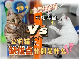 下载视频: 孟加拉豹猫怎么选——公猫的优缺点是什么❓