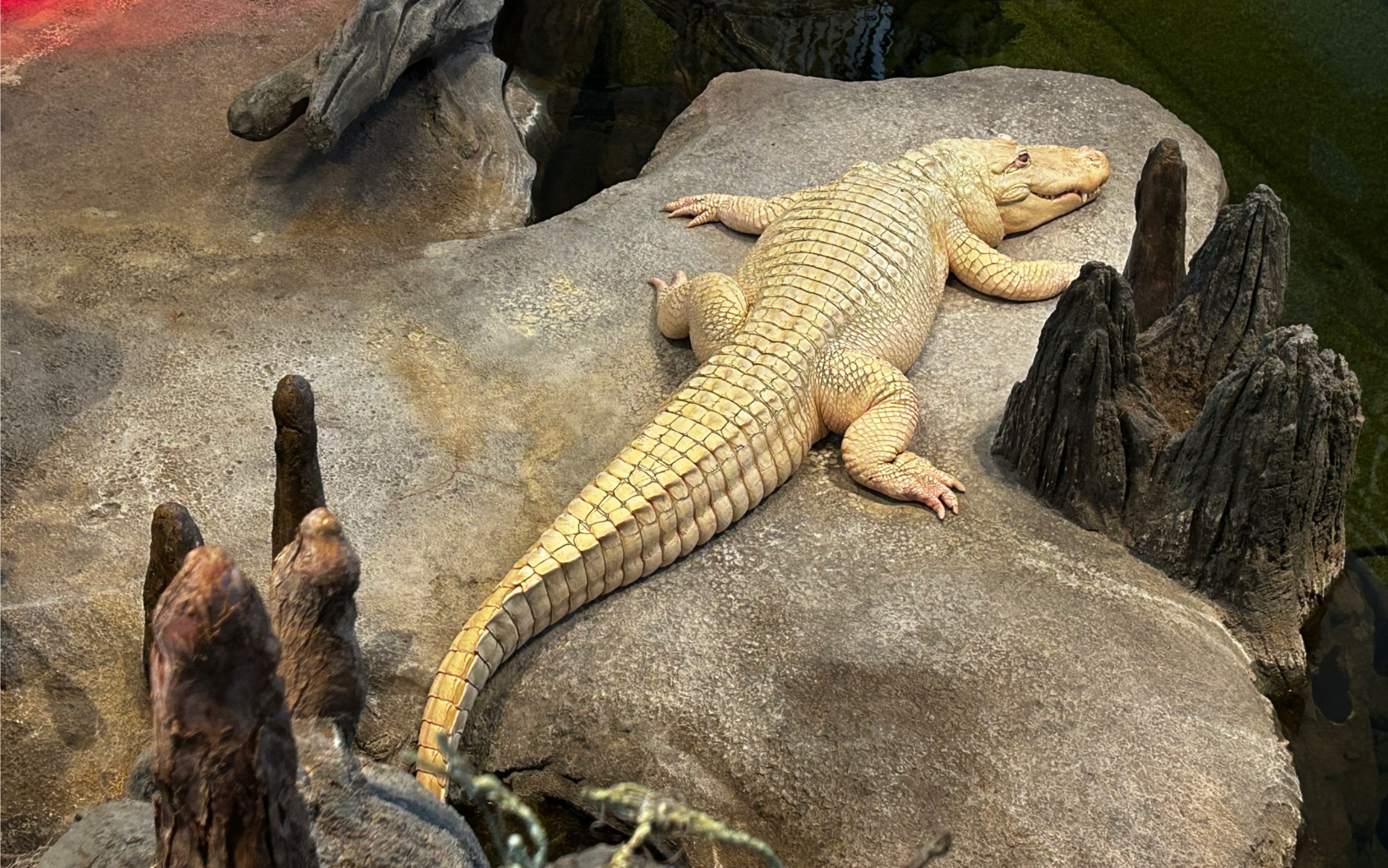 california academic of sciences 博物馆饲养的爬行类动物,蜥蜴,鳄鱼