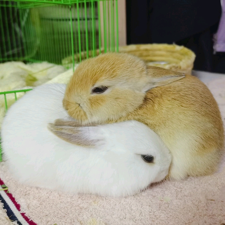 兔宝宝睡姿大赏(可爱兔宝宝可爱日常——8)