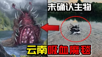 云南吸血魔毯真的存在吗？传说中的吸血水怪，其真实身份究竟是什么？