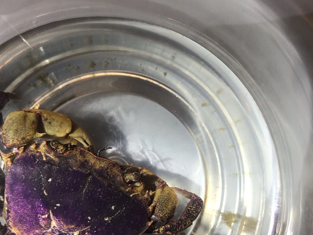 低配版"紫罗兰"束腰蟹