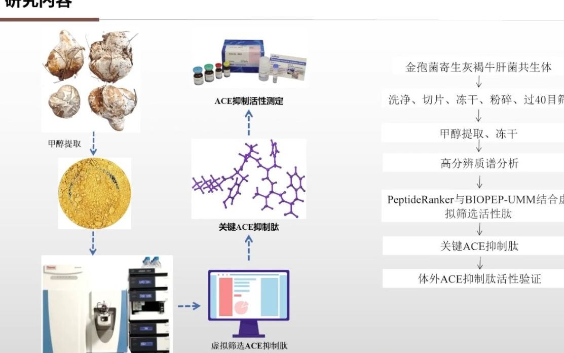 20220929昆明理工大学庄永亮金孢菌寄生灰褐牛肝菌共生子实体抑制 ACE 活性肽的发现及作用机制哔哩哔哩bilibili