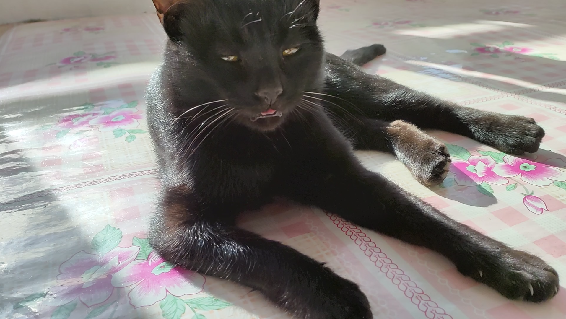 活动  慵慵懒懒小黑猫|这是黑狸花吗