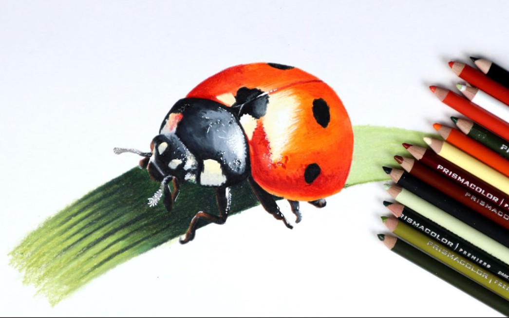 【彩铅】韩国画家教你用彩色铅笔绘画逼真草丛上的瓢虫