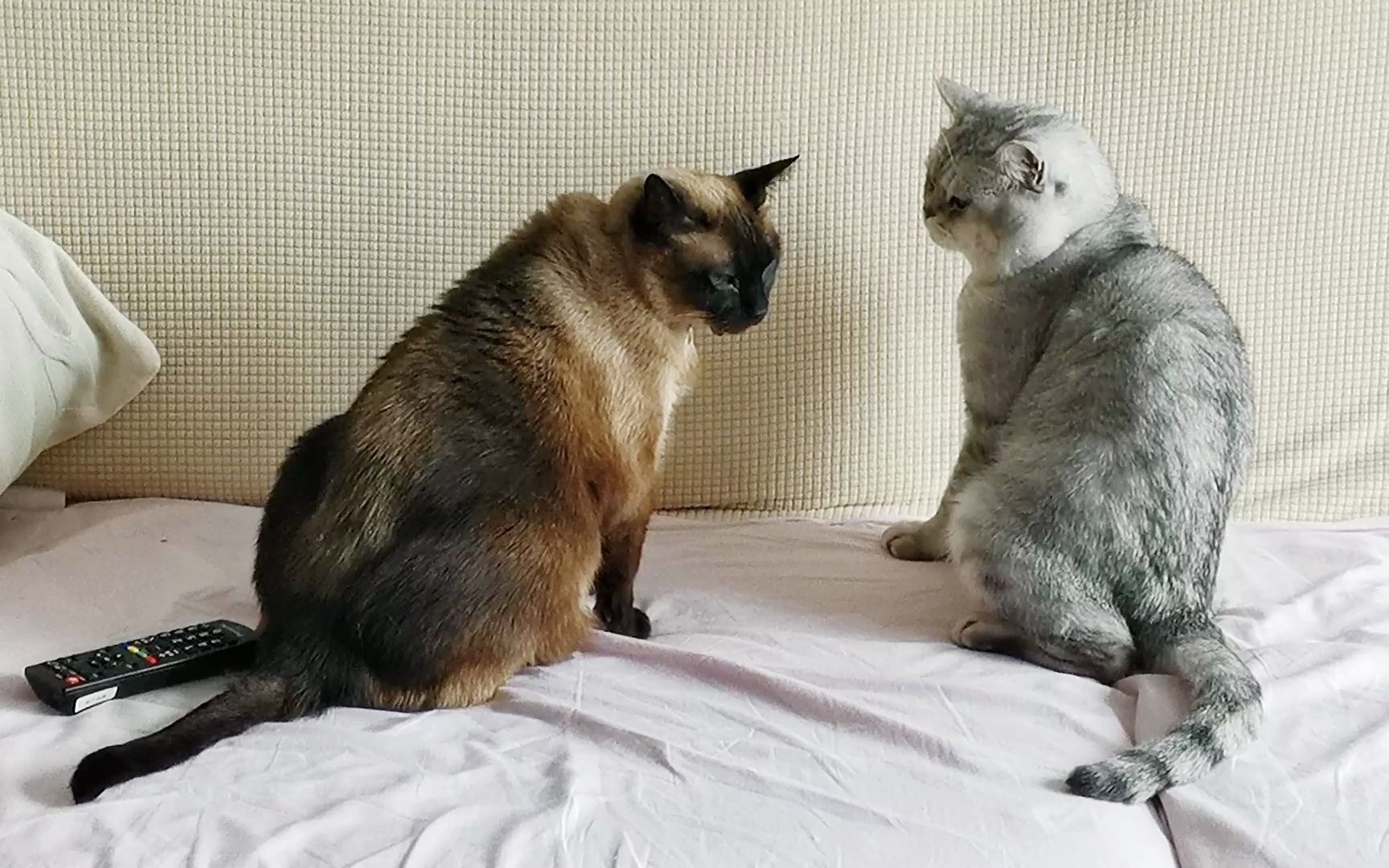 两只猫的对峙,,战斗的序幕即将拉开,没有退路可言,黑白对决_哔哩哔哩