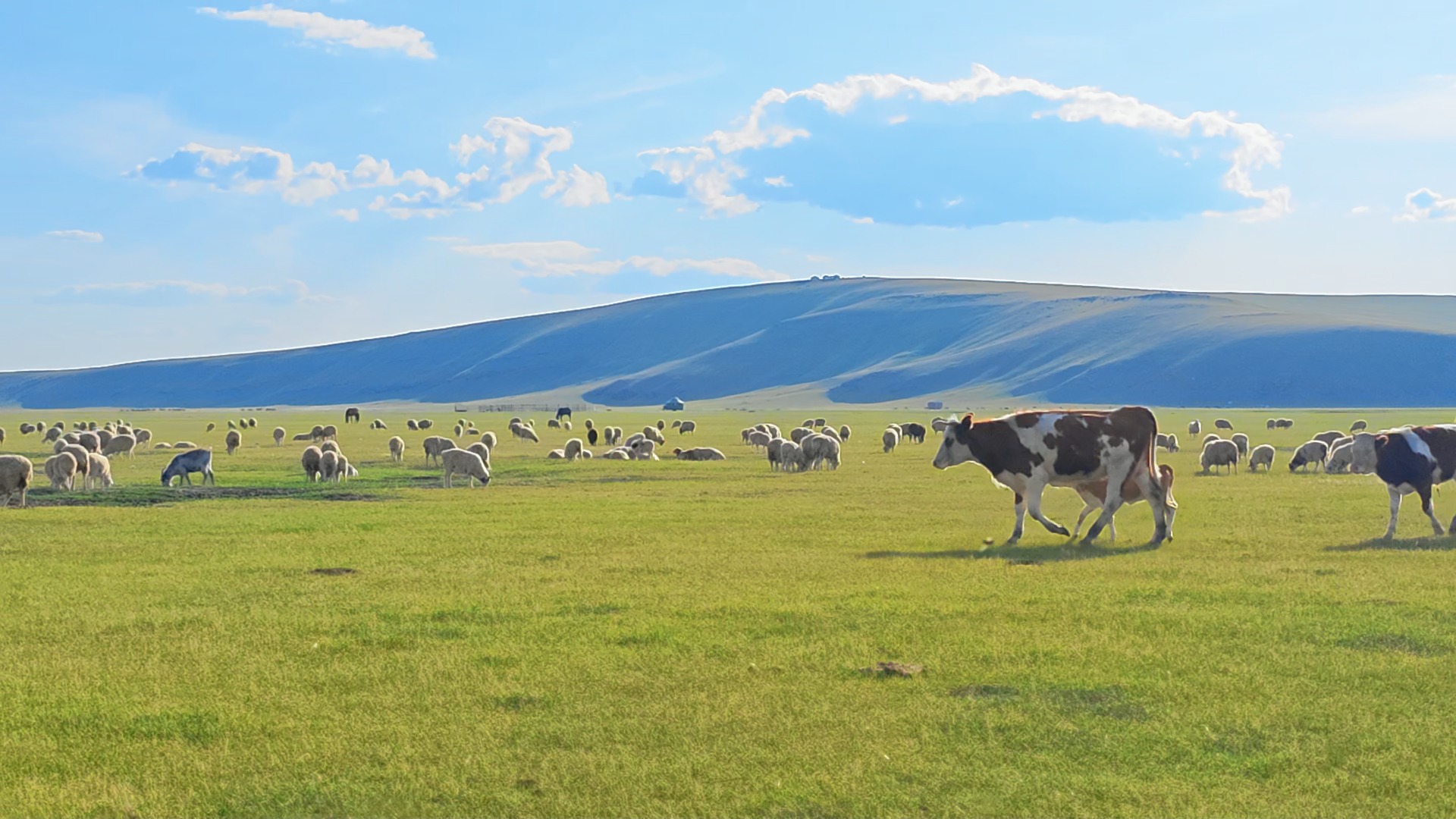 "去拉屎吧,呼伦贝尔大草原上 去拉自由的屎"自由飞翔