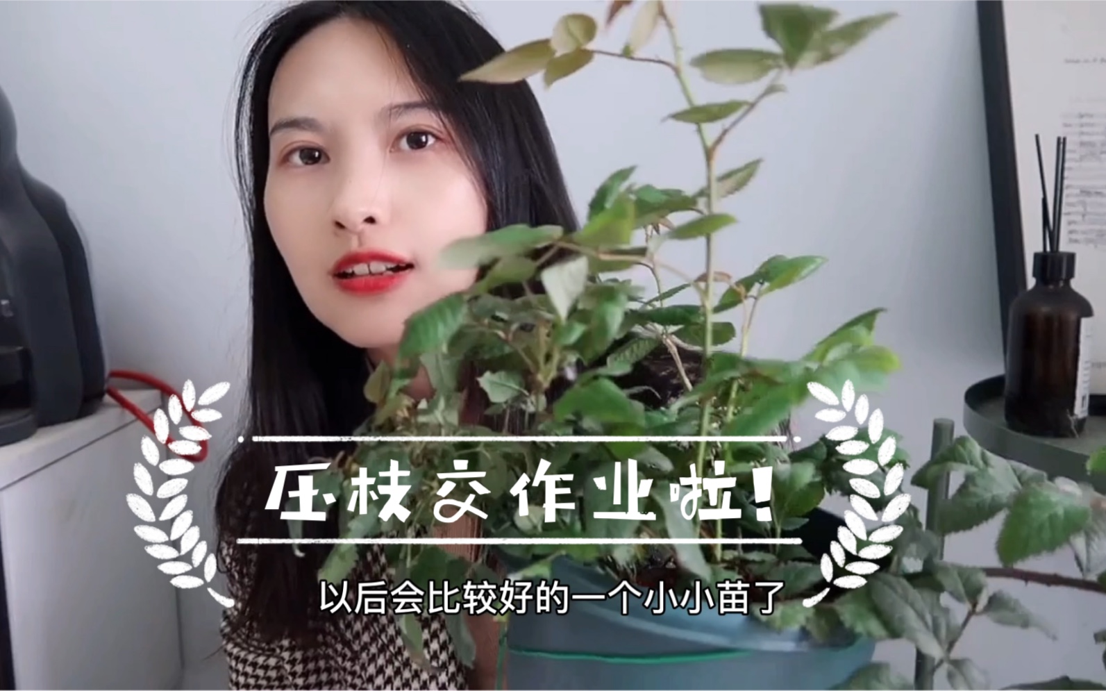 月季压枝交作业啦感谢大佬娜家的小花园的视频教学