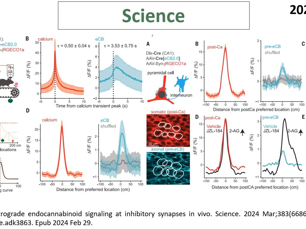 Science—科学家揭示了海马CA1位置细胞的抑制性突触存在位置特异性的内源性大麻素信号改变哔哩哔哩bilibili