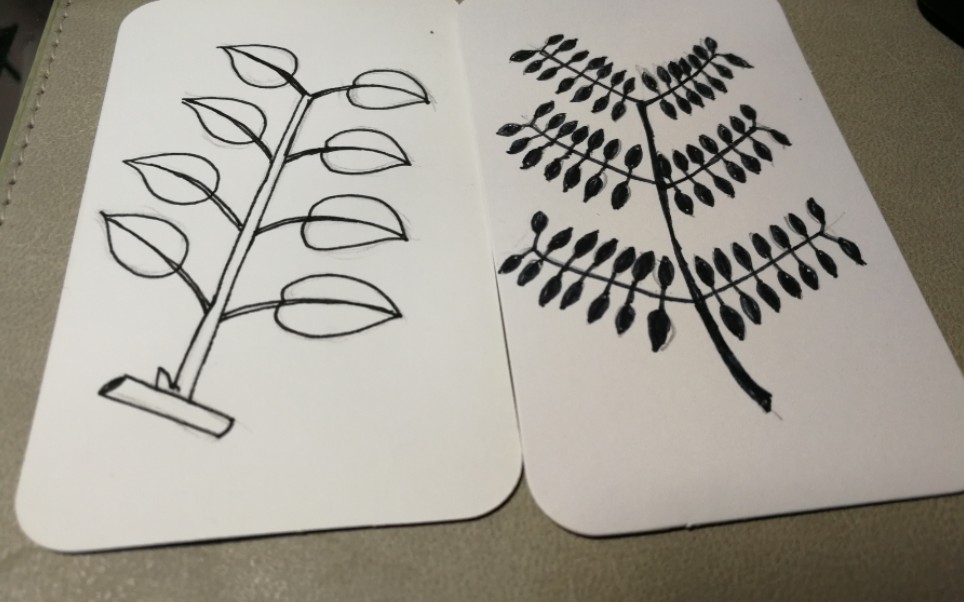 118手绘植物卡片叶位二回偶数羽状复叶偶偶偶偶偶二回又见偶