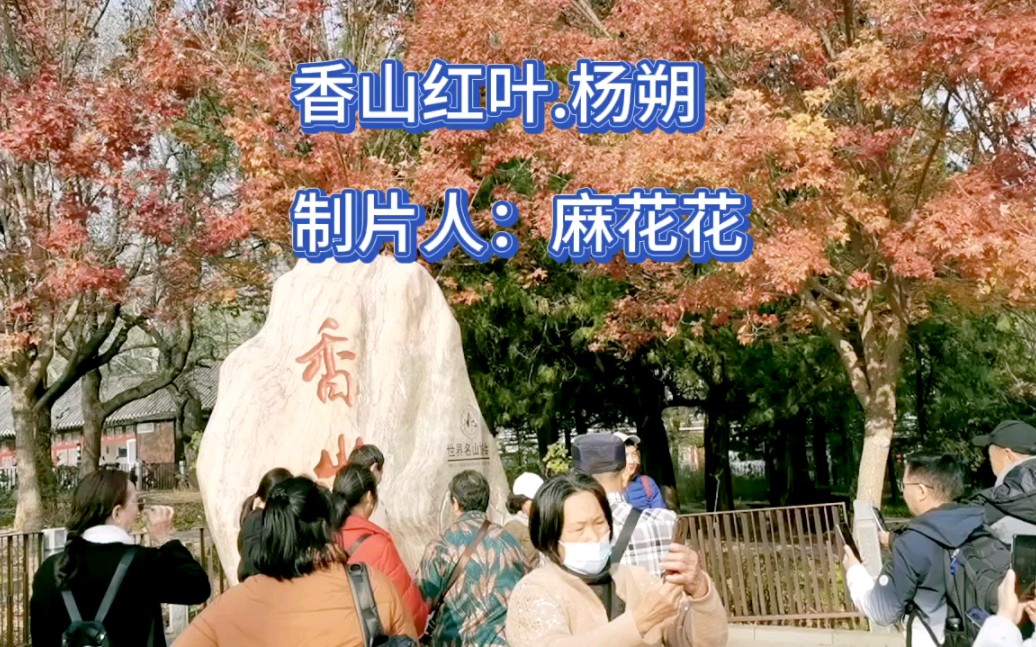 重温初中散文《香山红叶》,杨朔笔下情更浓.