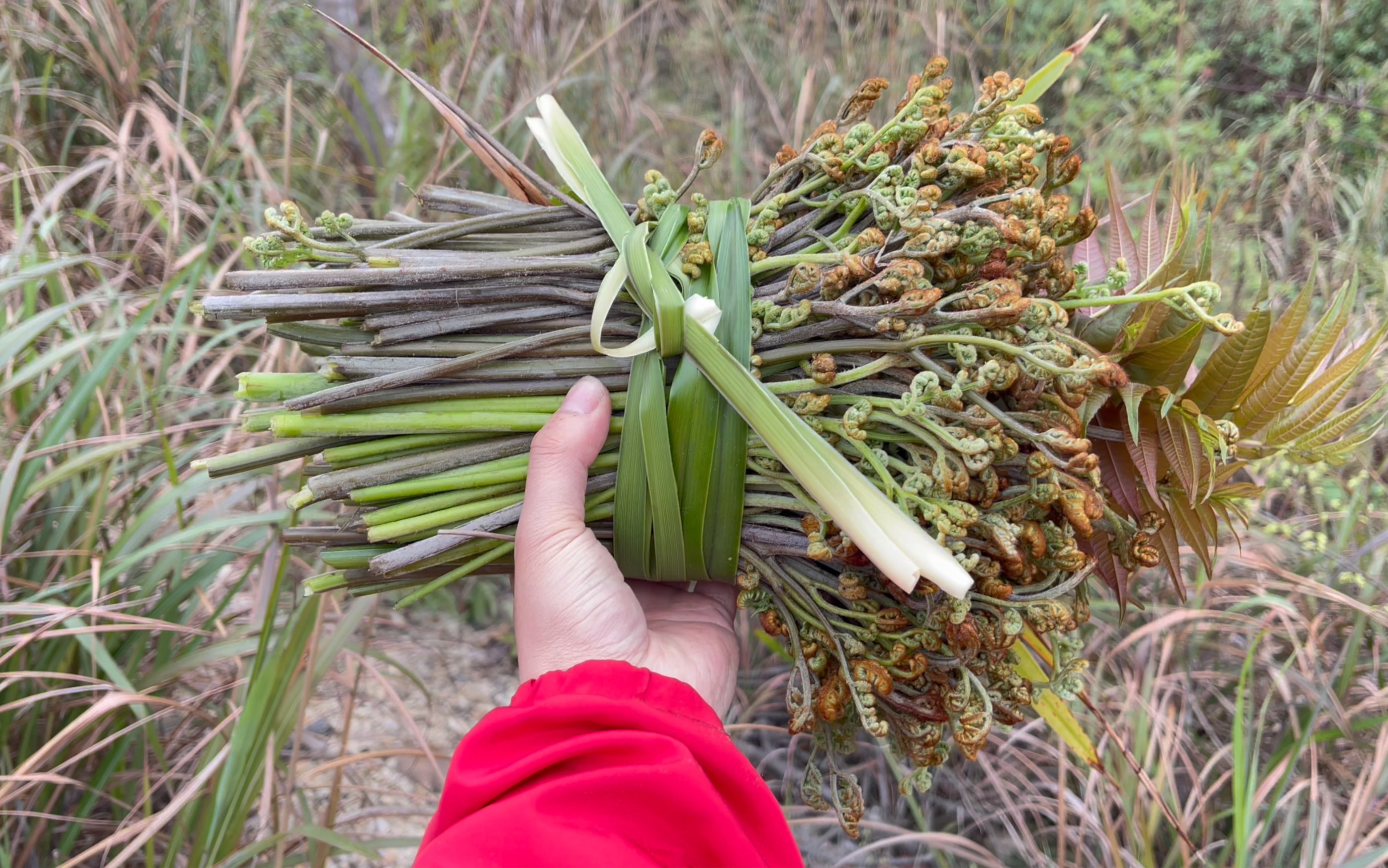 极端天气导致干旱,贵州迎来了第一批蕨菜,两小时收获两斤!