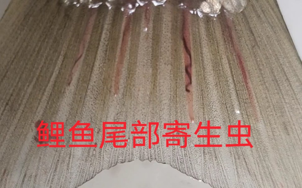 鲤鱼尾巴上的寄生虫