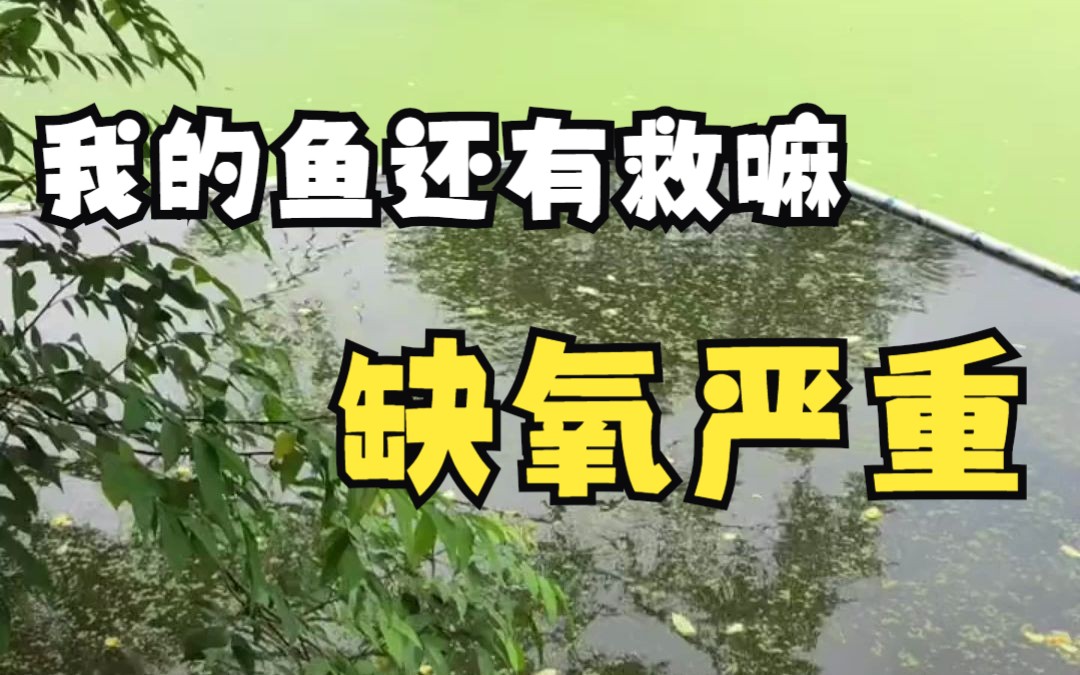 我的鱼还有救吗,缺氧严重