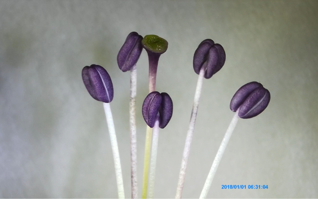 [图]牵牛花药开裂过程（ 历时80分钟）