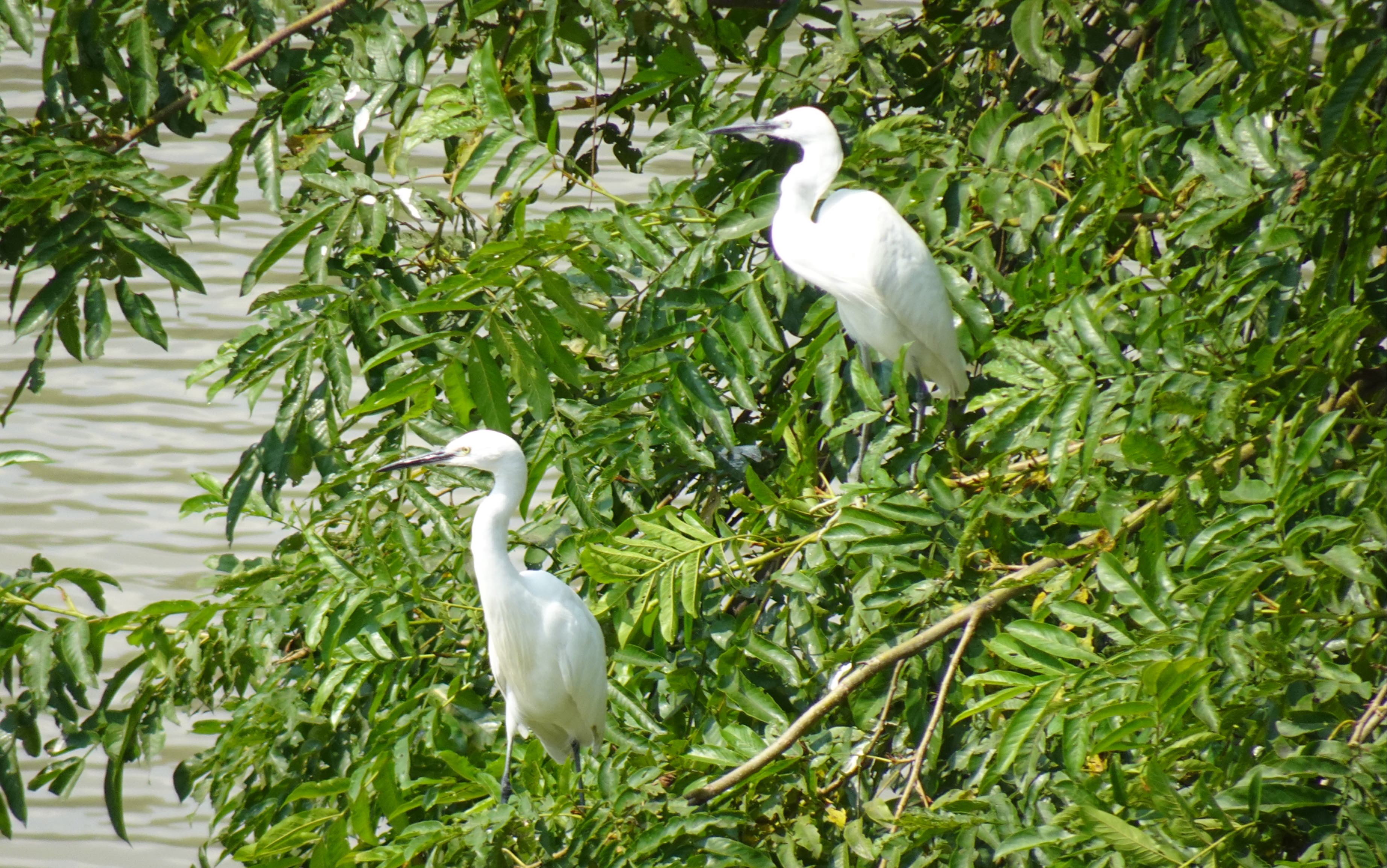 黄梅戏龙女吴亚玲
