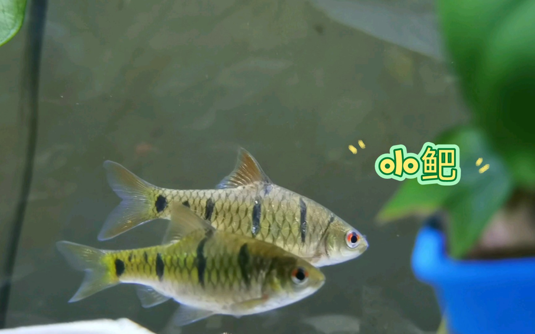 小鲃,冬天不用加热的小型鱼