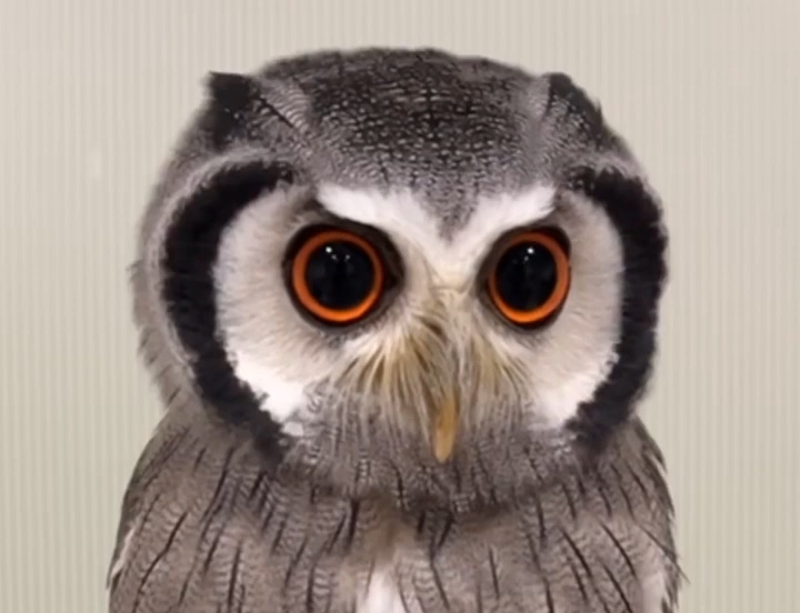 大眼珠子白脸角鸮