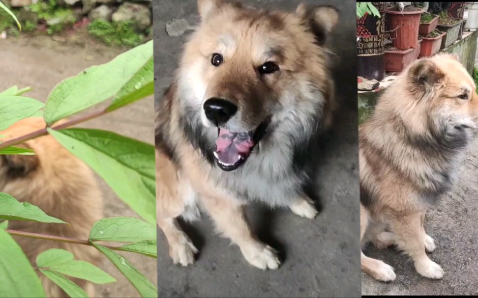 变异汪星人-旺仔_哔哩哔哩 (゜-゜)つロ 干杯~-bilibili