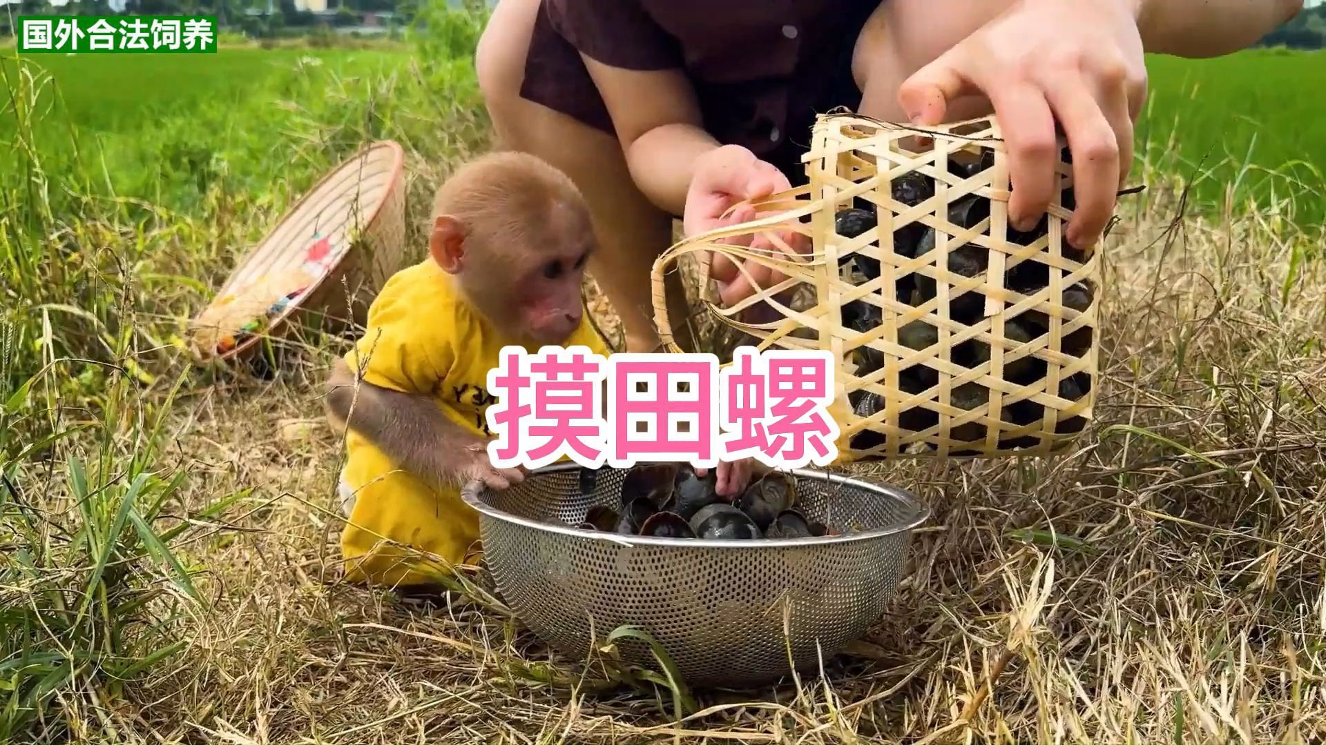 小猴子要跟着姑姑去田边摸田螺