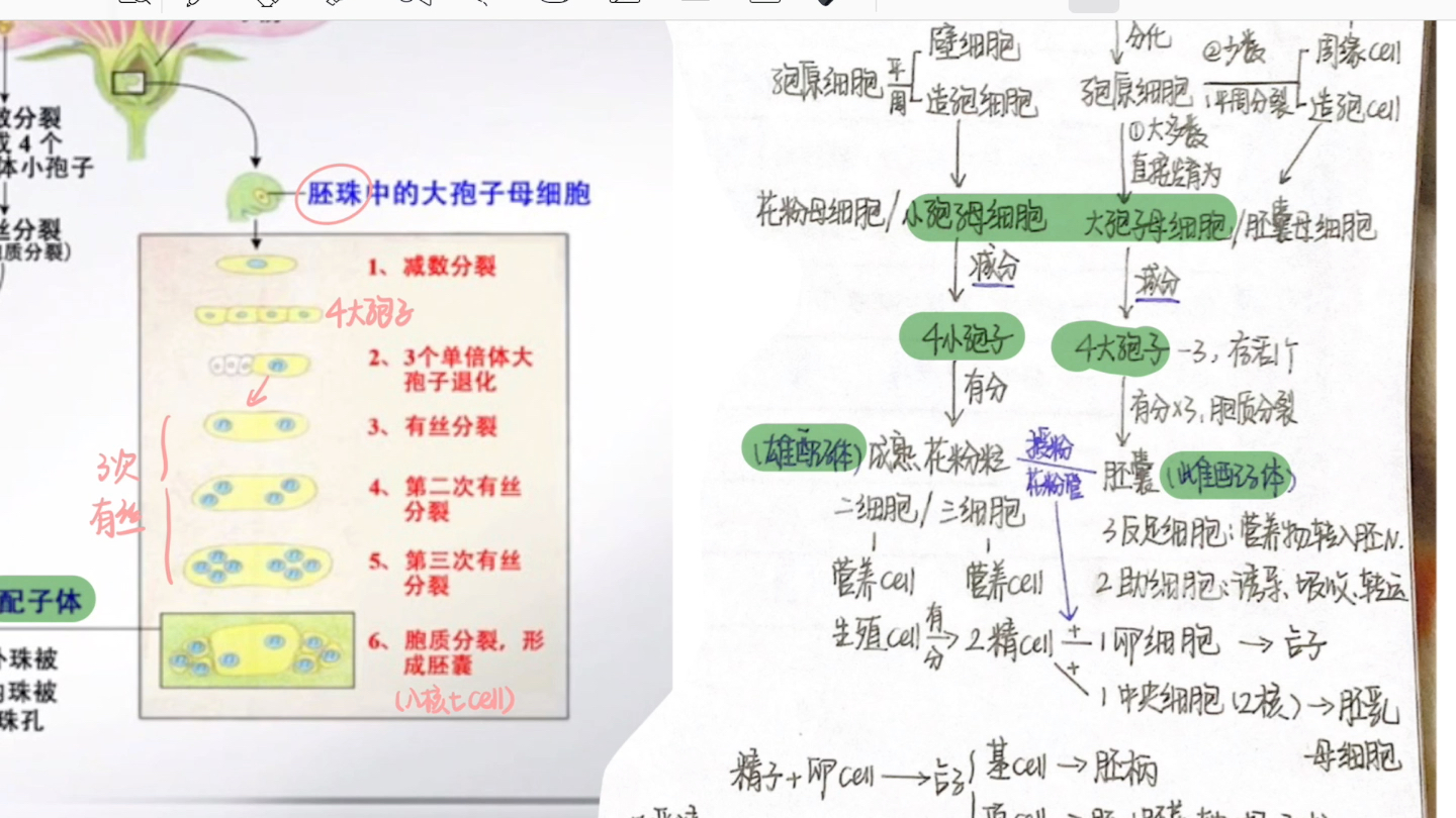 【普生】植物的生殖与发育哔哩哔哩bilibili