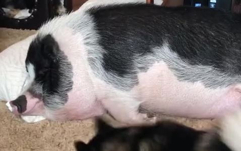 死肥猪,快起来!都这么胖了还睡