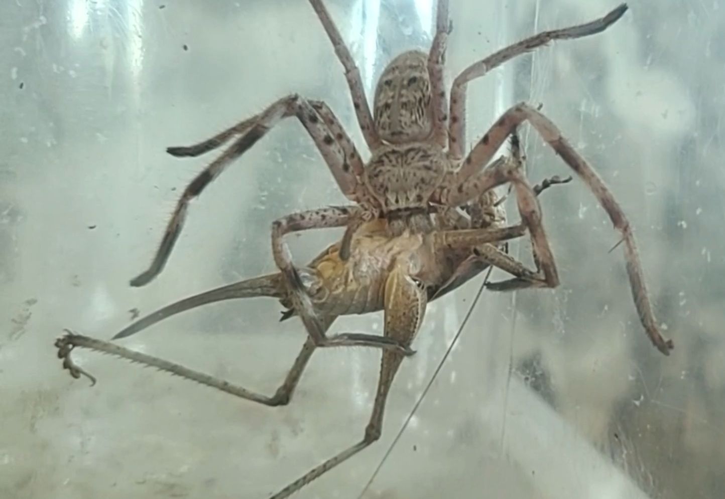 澳洲白猎人蛛收割寰螽