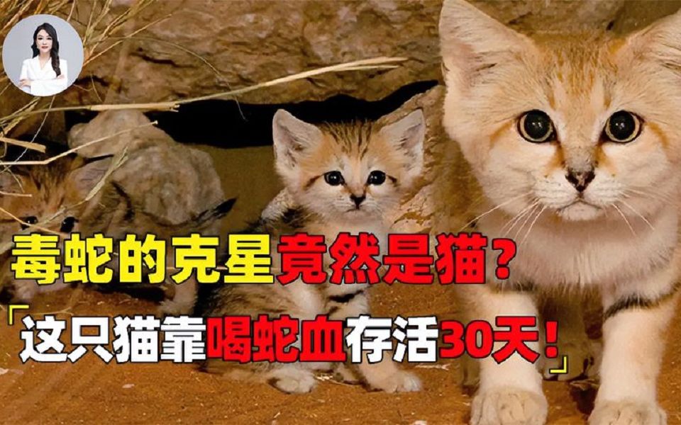 蛇为什么害怕猫,把毒蛇当零食吃,靠蛇血活30天的猫你见过吗哔哩哔哩bilibili