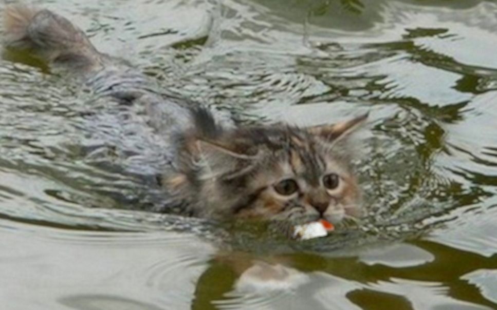 [图]小的小猫捕鱼。 Little kitten swimmer and fisher。