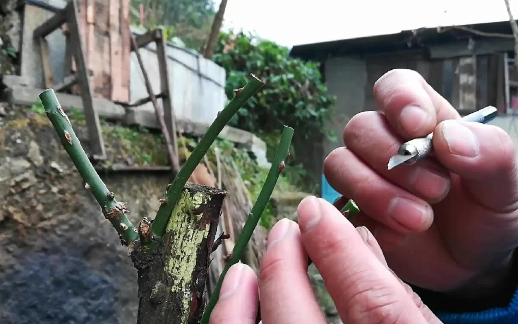 喜欢金丝雀月季,给一株山木香多分枝嫁接,冠幅成型快!