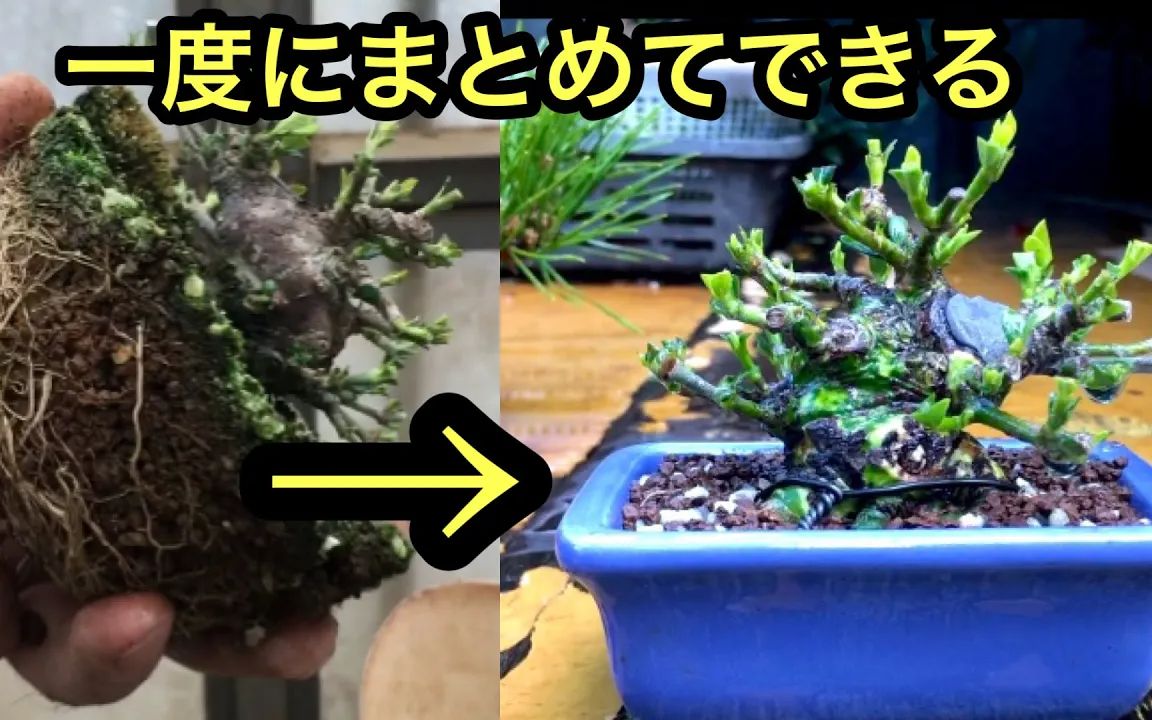 一次可以统一种植的栀子花盆栽和剪叶子和树枝的老头园@tane.bonsai哔哩哔哩bilibili