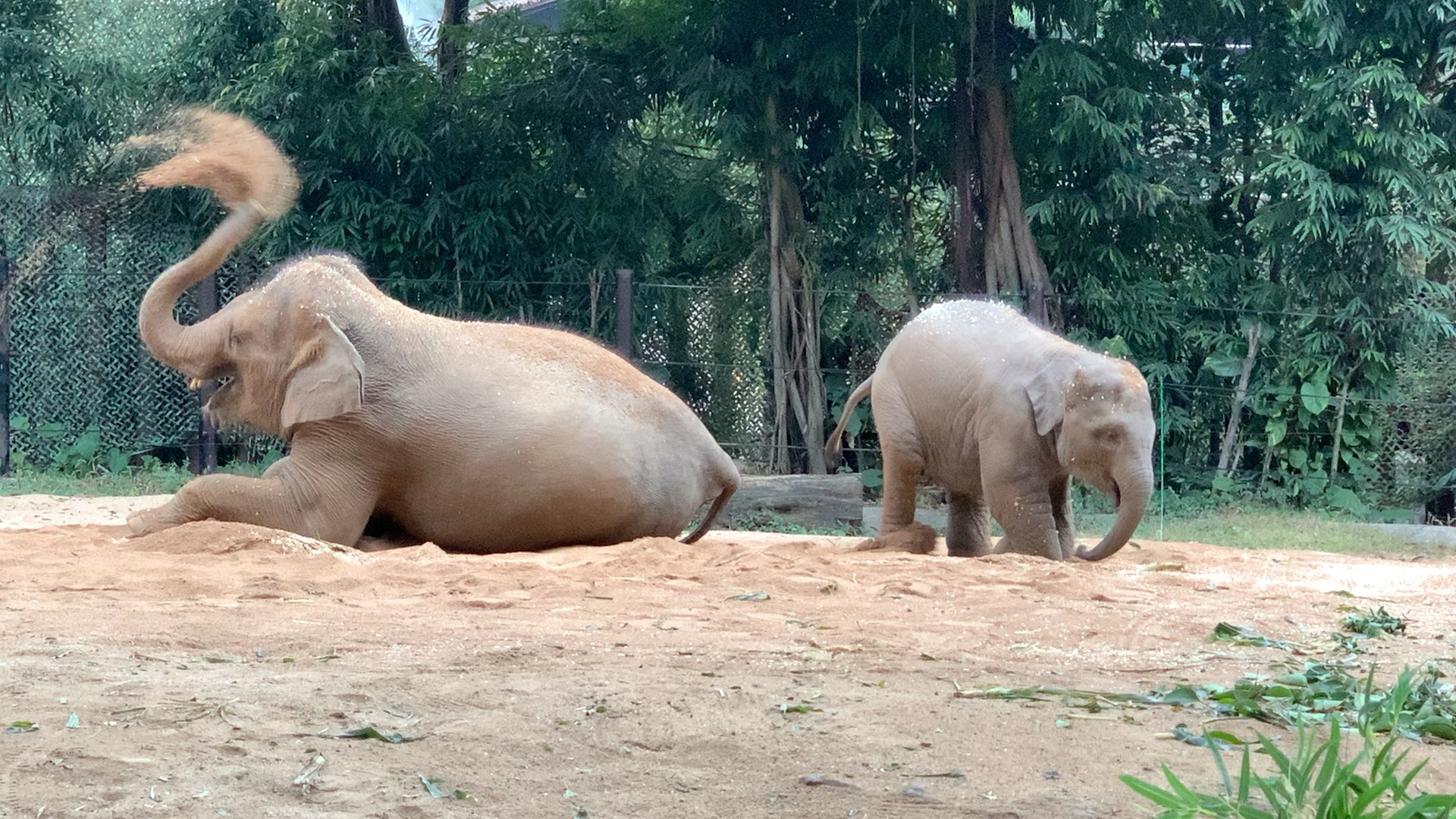 亚洲象园惊现一对母子平躺撒咖啡豆