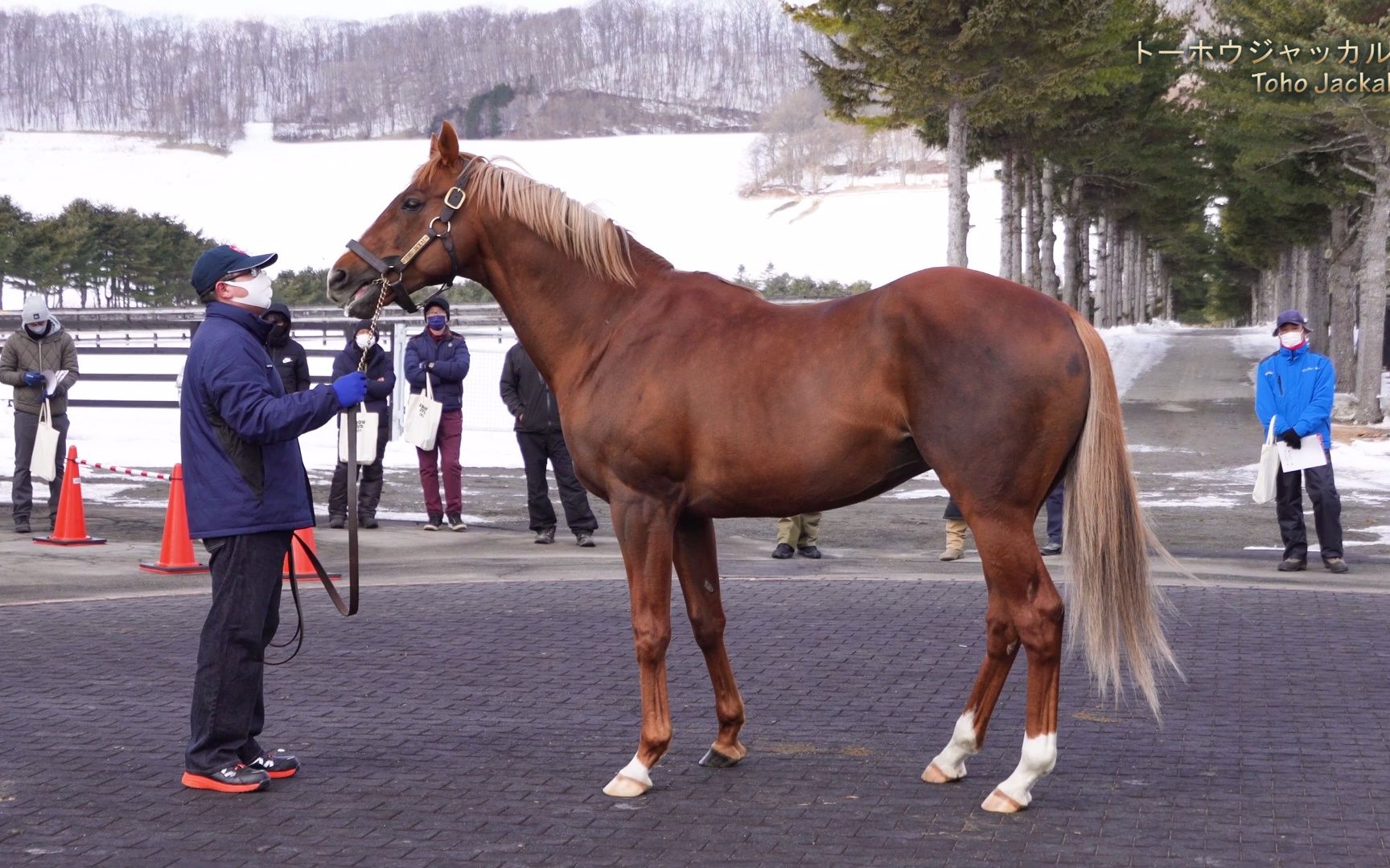 [图]【2022 Arrow Stud种牡马展示会】东宝狐狼（トーホウジャッカル）